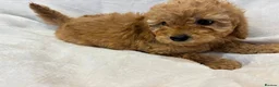 Miniature Poodle dogs for sale: Miniature poodles - Advert 10