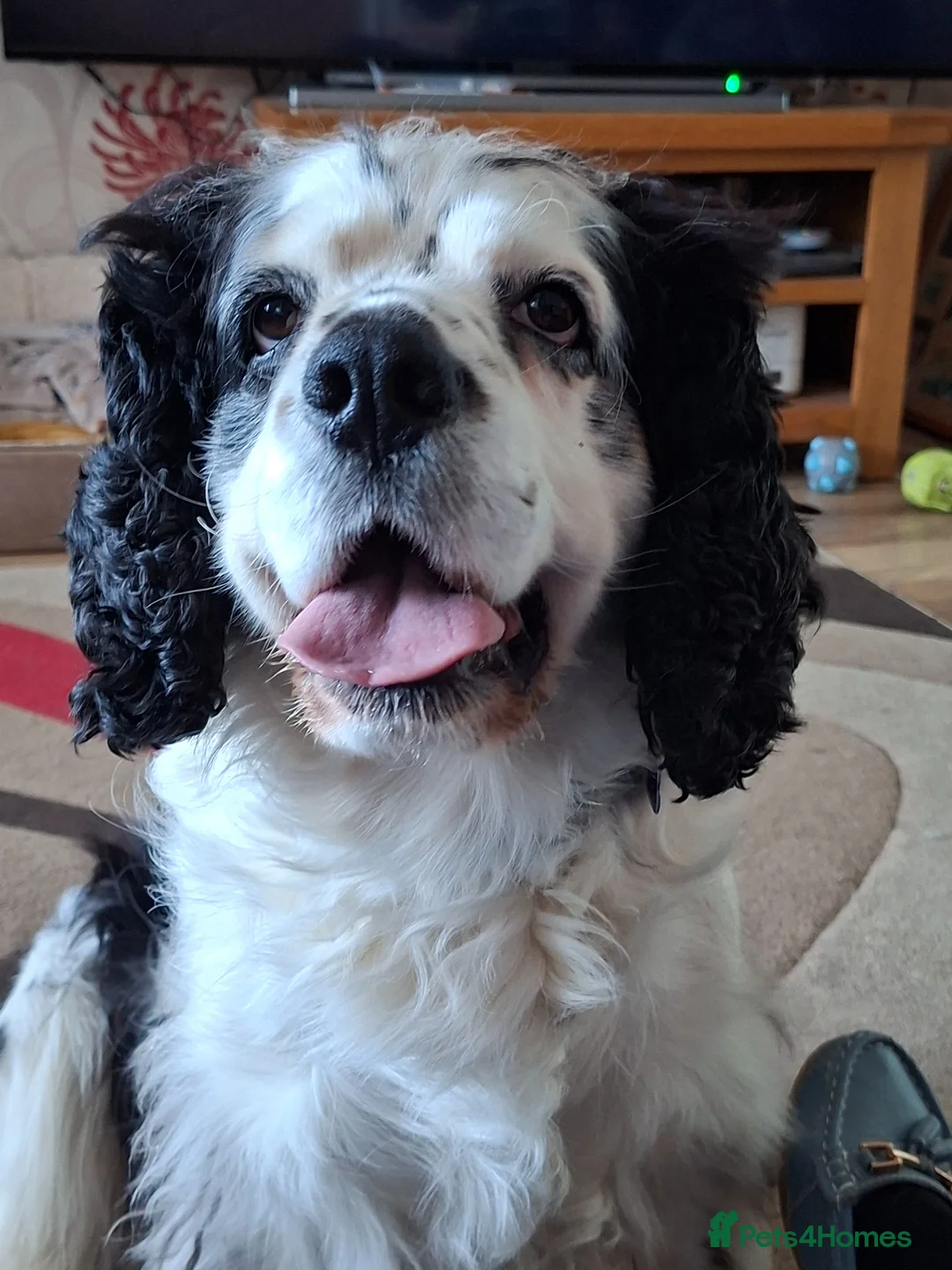 Cavapoo dogs for stud: 6 year old male Cavapoo for stud. (free) in Wirral - Advert 1