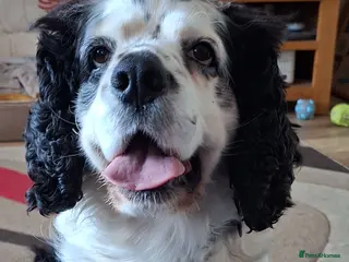 Cavapoo dogs 6 year old male Cavapoo for stud. (free) - Advert 13