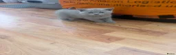 British Shorthair cats for sale: British Shorthair Cinnamon in Reading - Advert 16