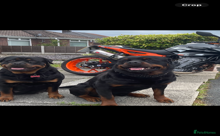 Rottweiler dogs - Advert 4