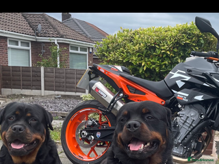 Rottweiler dogs - Advert 3
