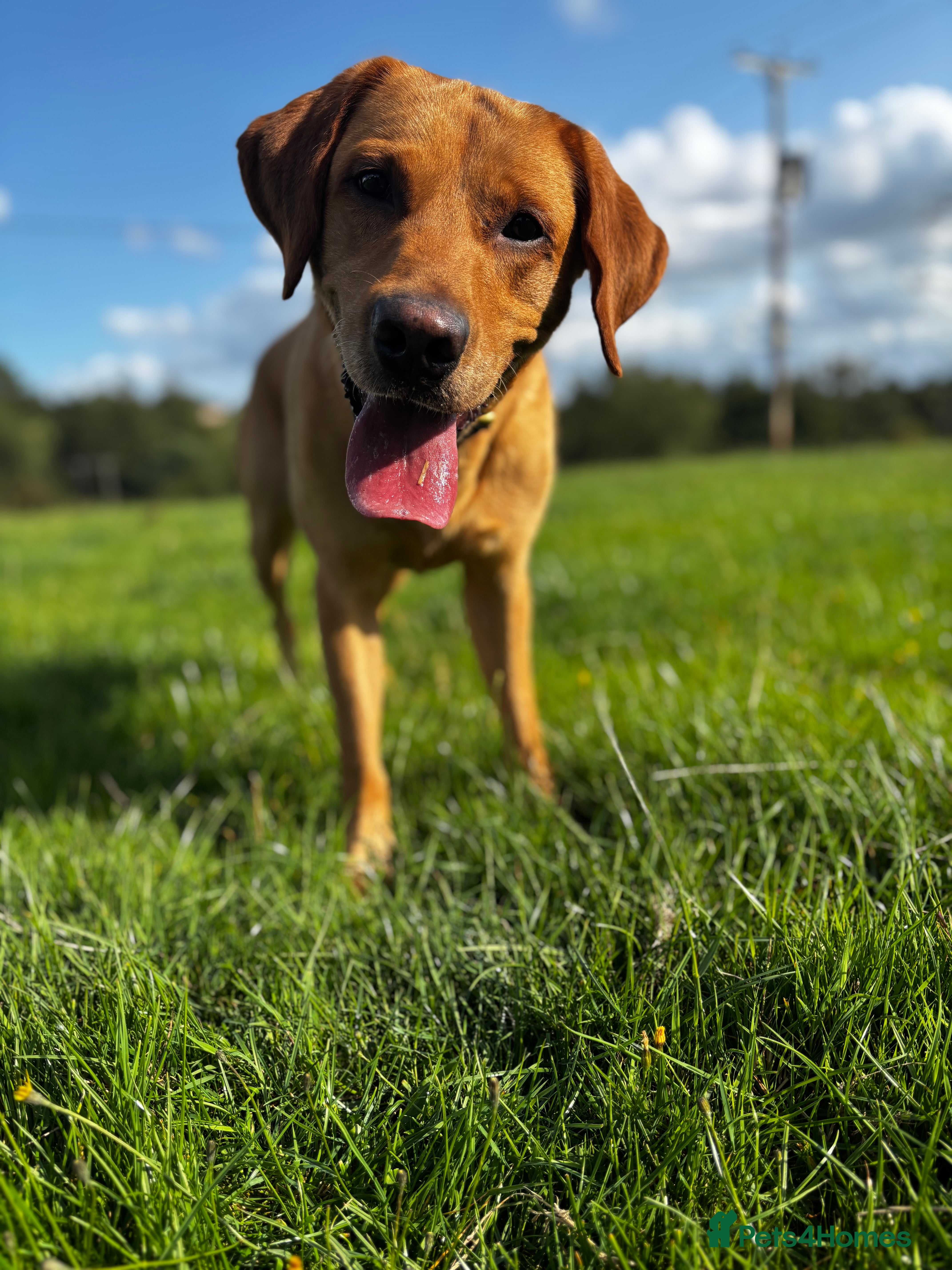 Labrador Retriever dogs Handsome Proven KC Registered Labrador Stud - Advert 23