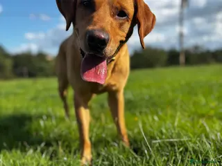 Labrador Retriever dogs Handsome Proven KC Registered Labrador Stud - Advert 15