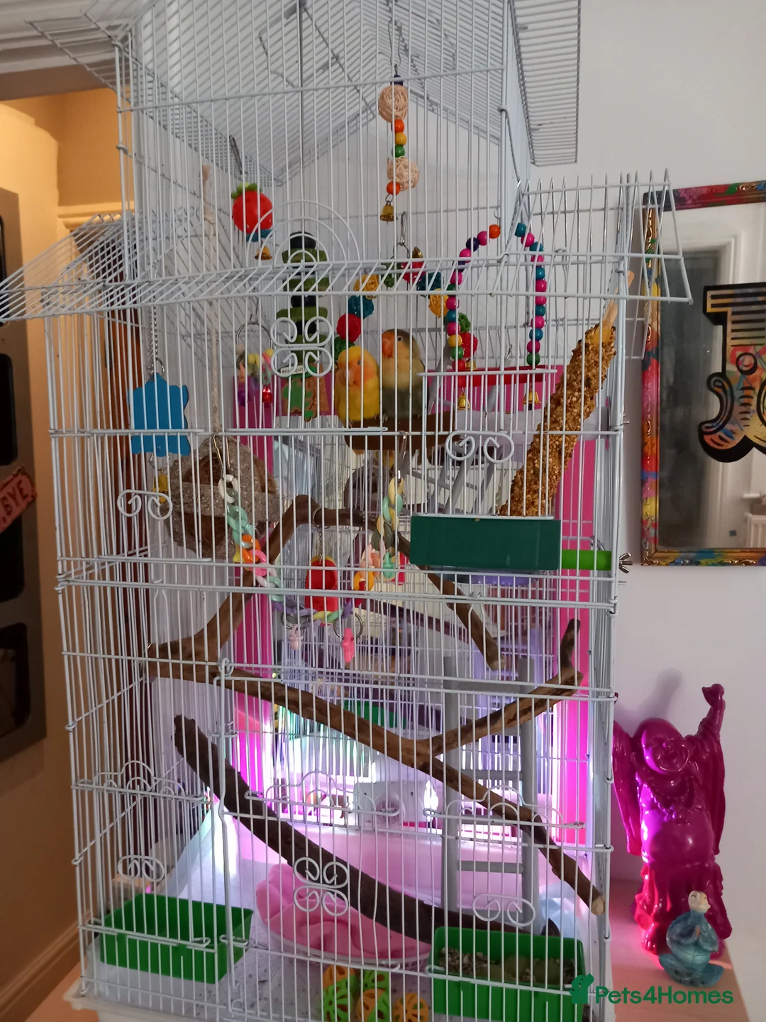 Lovebirds birds for sale: Two gorgeous friendly lovebirds  - Advert 5