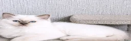 Ragdoll cats for sale: Lilac ragdoll males  - Advert 1