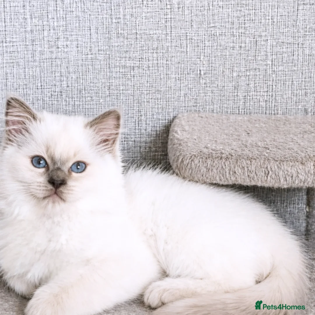 Ragdoll cats for sale: Lilac ragdoll males  - Advert 1