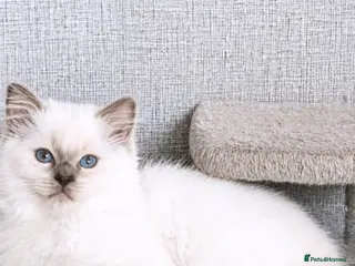 Ragdoll cats Lilac ragdoll males - Advert 2