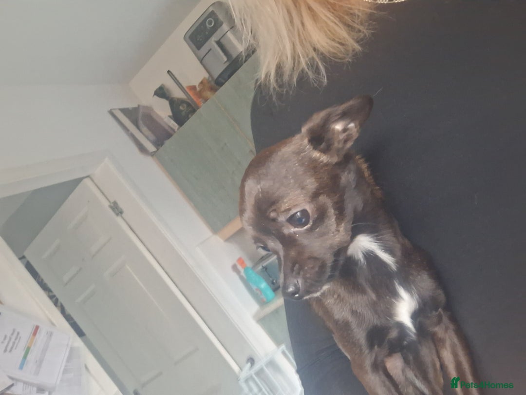 Chihuahua dogs for sale: Chihuahua  - Image 2