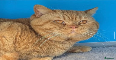 British Shorthair cats - Advert 16