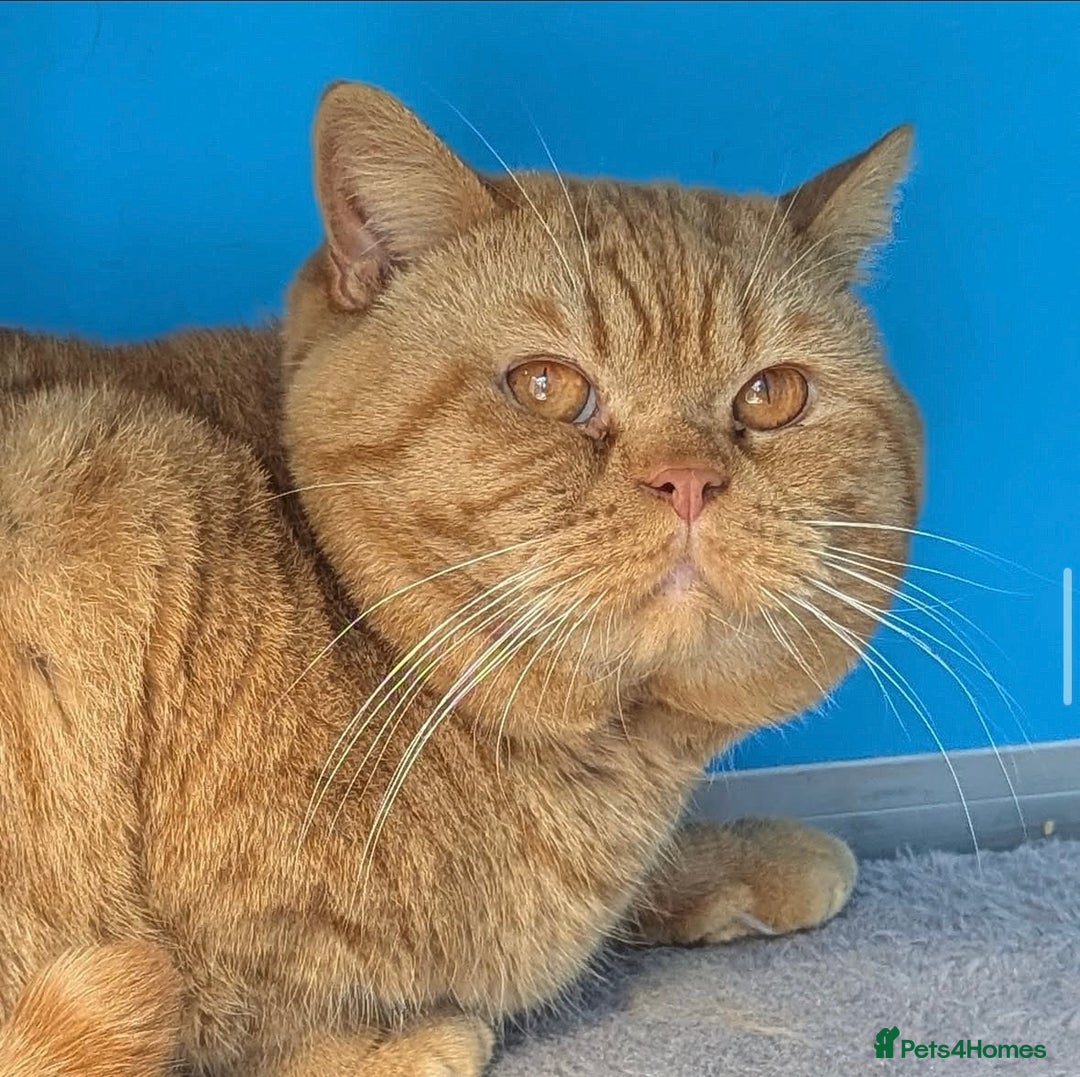 British Shorthair cats for sale: Show champion red British shorthair boy for sale  - Image 2