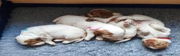 Sprocker dogs for sale: Beautiful Working Spaniel Puppies in Truro - Advert 9
