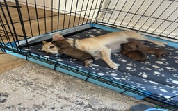 Chihuahua dogs for sale: Chihuahua pups  - Image 9