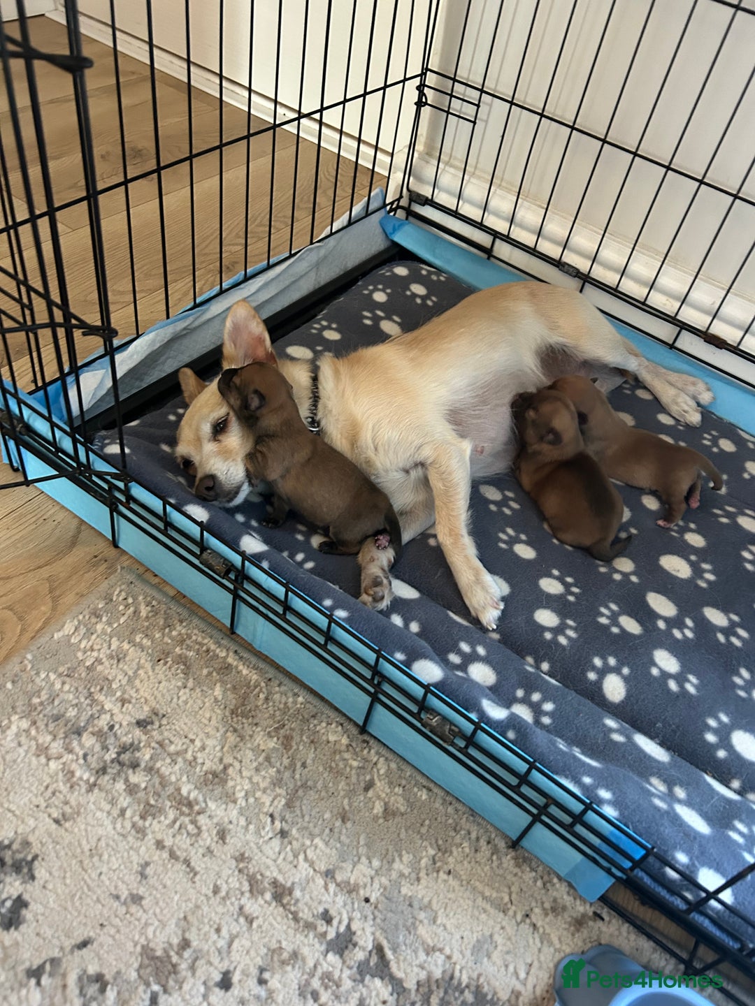 Chihuahua dogs for sale: Chihuahua pups  - Image 9