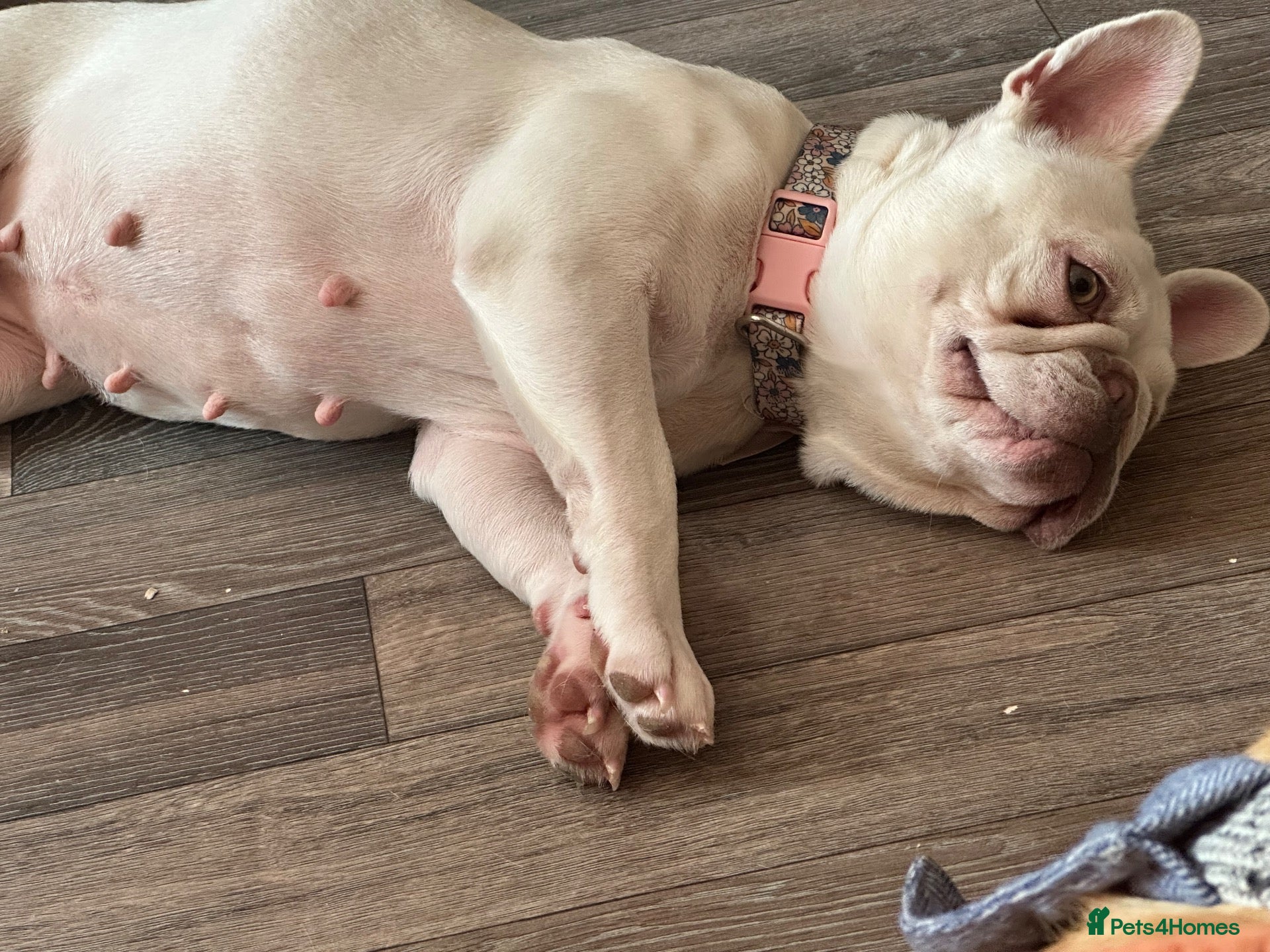 French Bulldog dogs Coco  - Advert 1