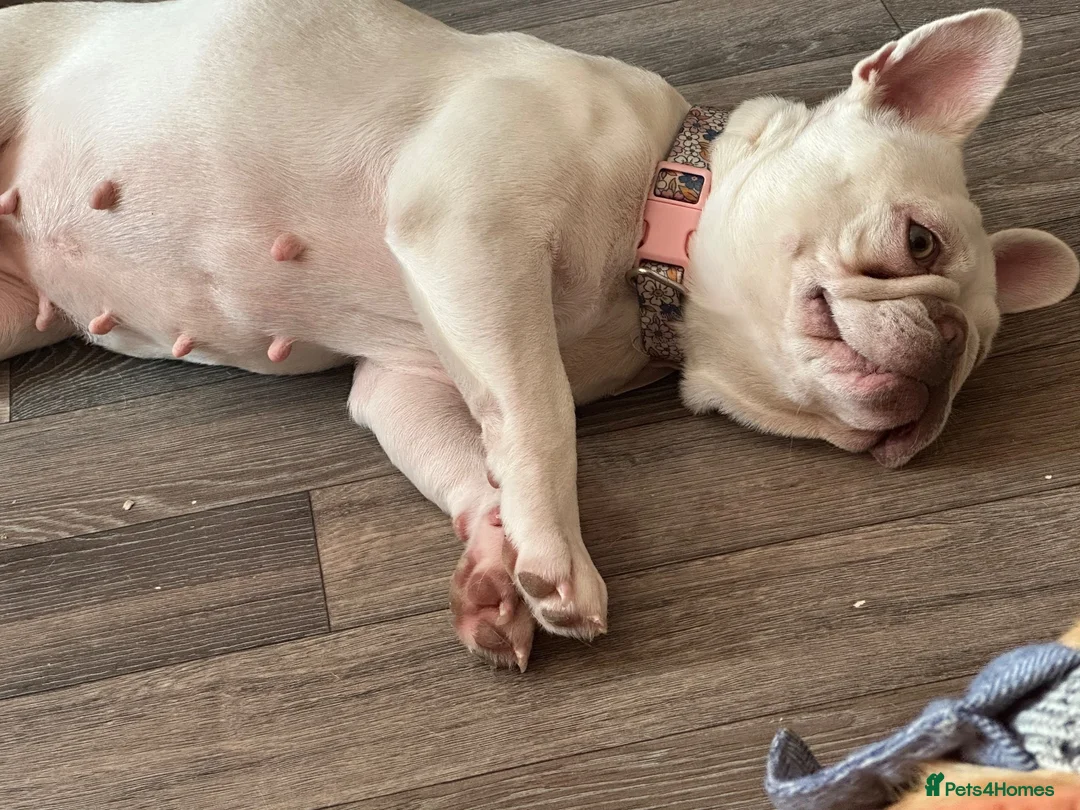 French Bulldog dogs for sale: Coco  - Advert 1