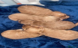 Cockapoo dogs for sale: 5 Stunning fox red Cockapoos (health tested) - Image 17