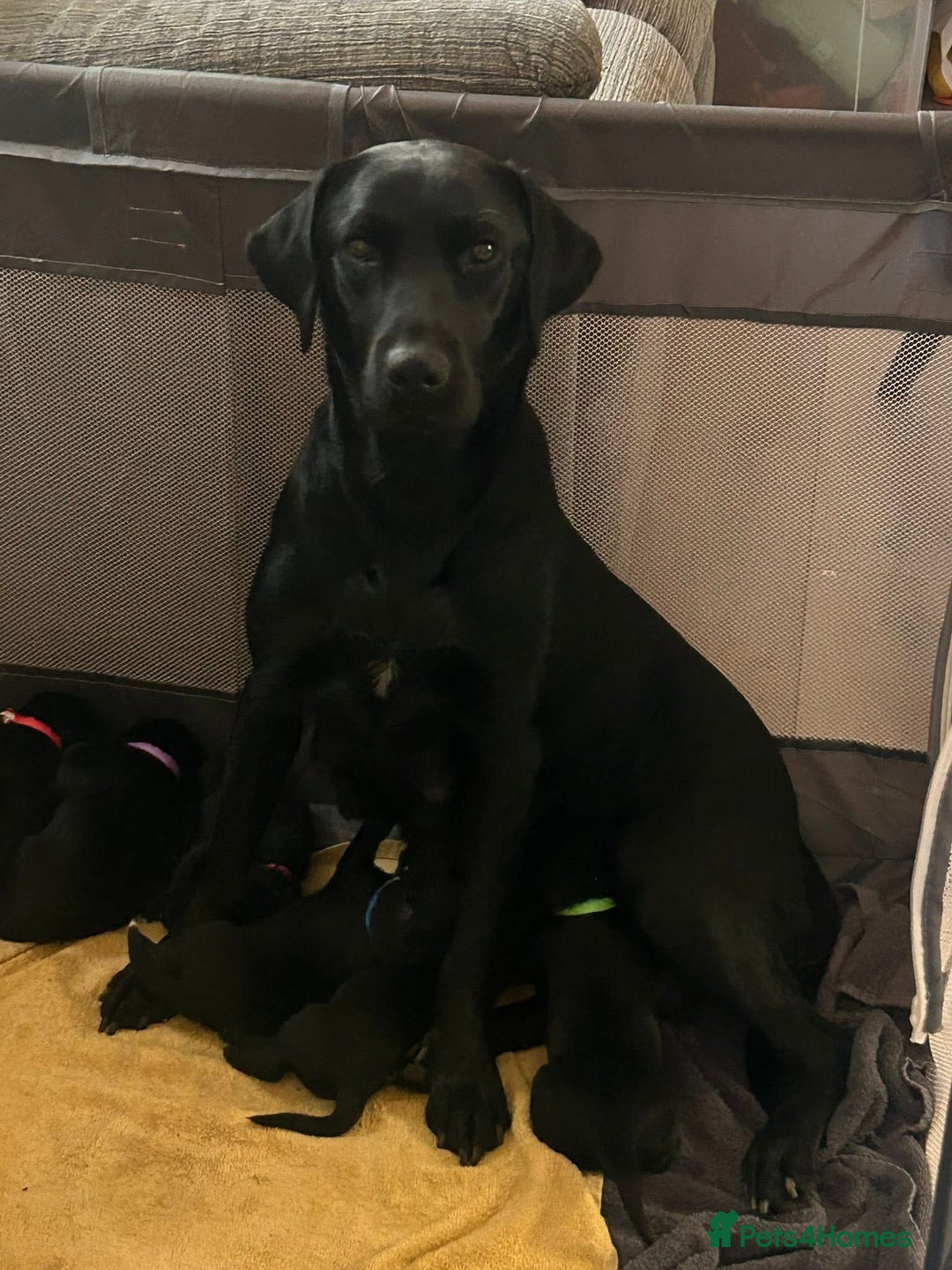 Mixed Breed dogs for sale: Labernese puppies. 5 boys available.  - Advert 2