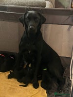 Mixed Breed dogs Labernese puppies. 5 boys available. - Advert 1