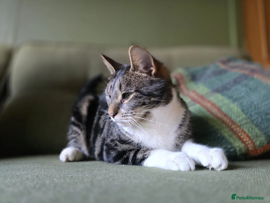 Domestic Shorthair cats for sale: 🌞Beautiful Maud looking for new home🌞 - Advert 3