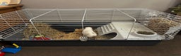 Guinea Pig rodents for sale: 2 Male Guinea Pigs - Advert 5