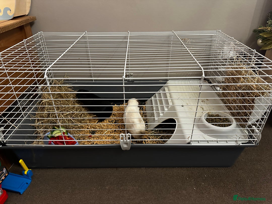 Guinea Pig rodents for sale: 2 Male Guinea Pigs - Advert 5