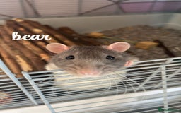 Rat rodents for sale: 5 male rats looking for a new home - Image 4