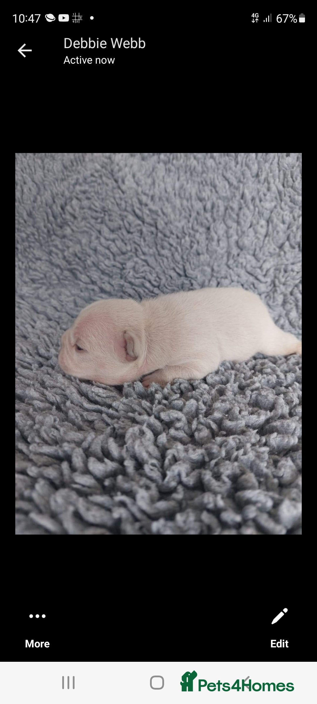 French Bulldog dogs for stud: Top Quality Stud RAMSGATE 🎯🎯 KC registered💣💣  in Ramsgate - Advert 31