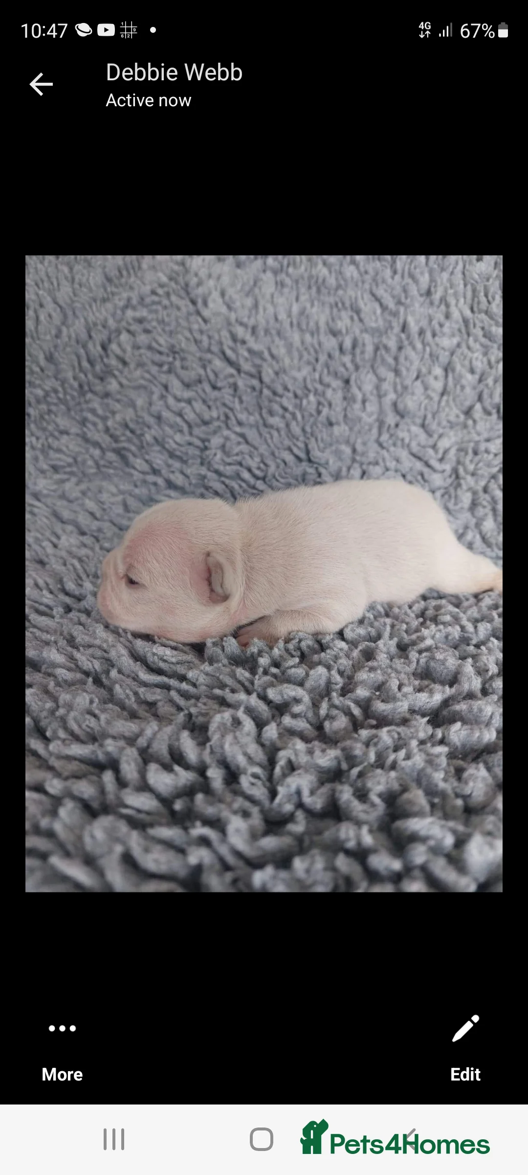 French Bulldog dogs for stud: Top Quality Stud RAMSGATE 🎯🎯 KC registered💣💣  in Ramsgate - Advert 31