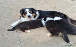 Australian Shepherd dogs for sale: Beautiful Australian Shepherd pups available  - Image 3
