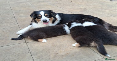 Australian Shepherd dogs - Advert 1