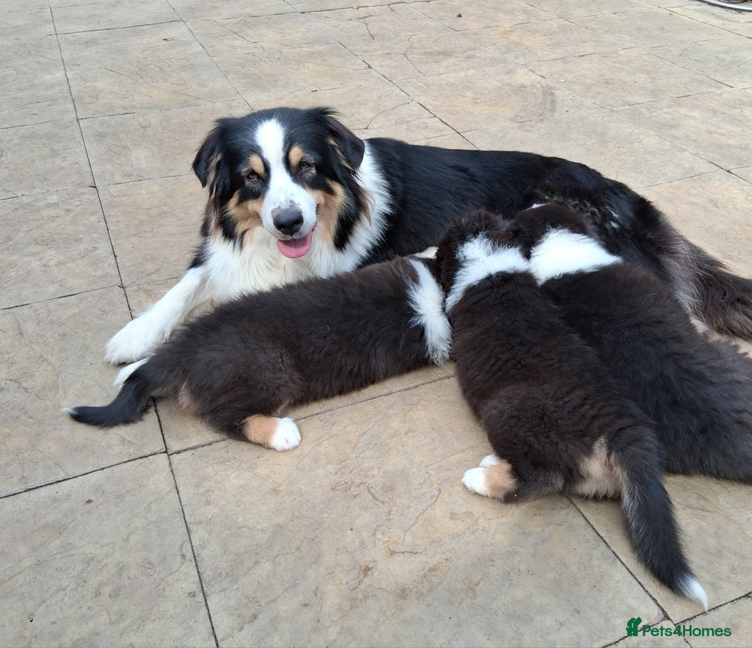 Australian Shepherd dogs for sale: Beautiful Australian Shepherd pups available  - Image 3