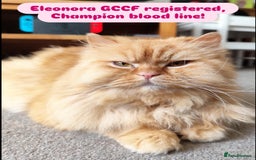 British Longhair cats for sale: Beautiful Retired British long hair  - Image 2