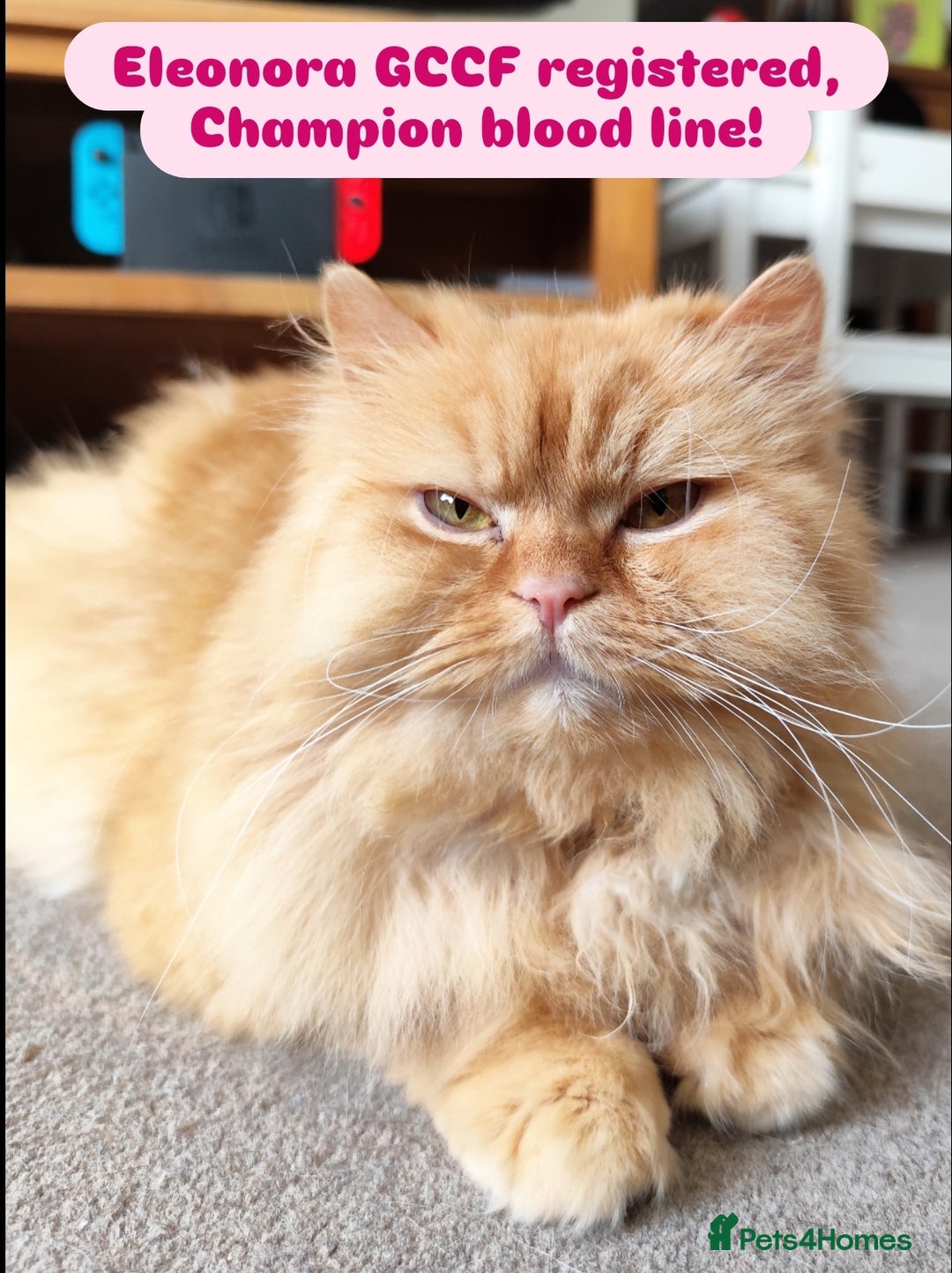 British Longhair cats for sale: Beautiful Retired British long hair  - Image 2