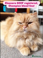 British Longhair cats - Advert 13