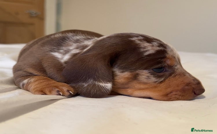 Miniature Dachshund dogs - Advert 6