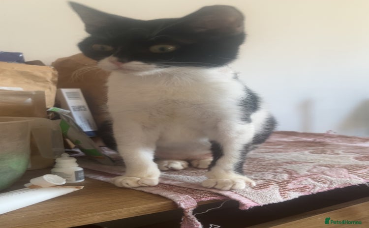 Mixed Breed cats - Advert 2