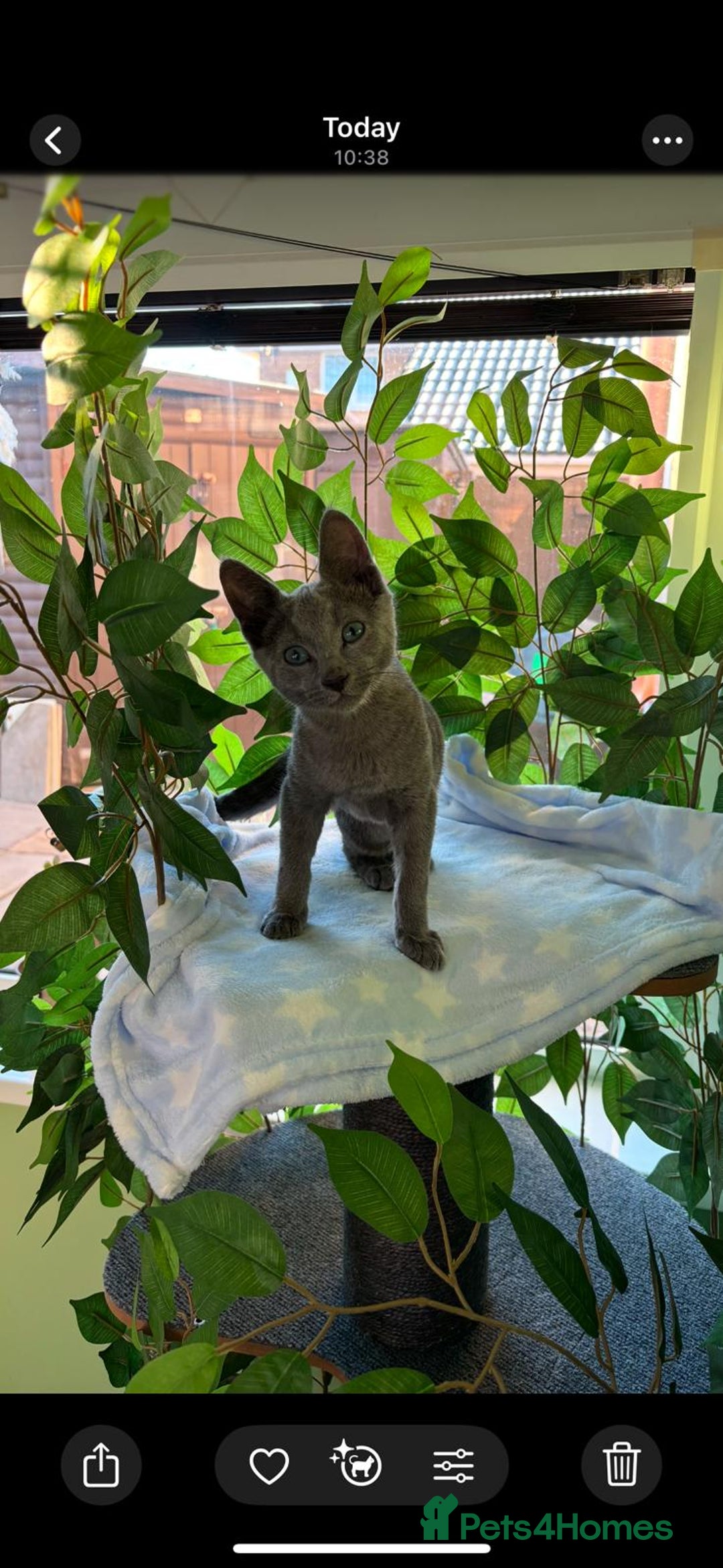 Russian Blue cats for sale: GCCF RUSSIAN BLUE KITTENS  💙🩷🐾 in Manchester - Image 6