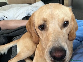 Labrador Retriever dogs for sale - Advert 1