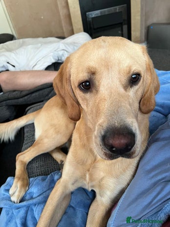 Labrador Retriever dogs - Advert 1