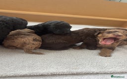 Miniature Poodle dogs for sale: Miniature poodles REDUCED READY TO LEAVE NOW  - Image 5