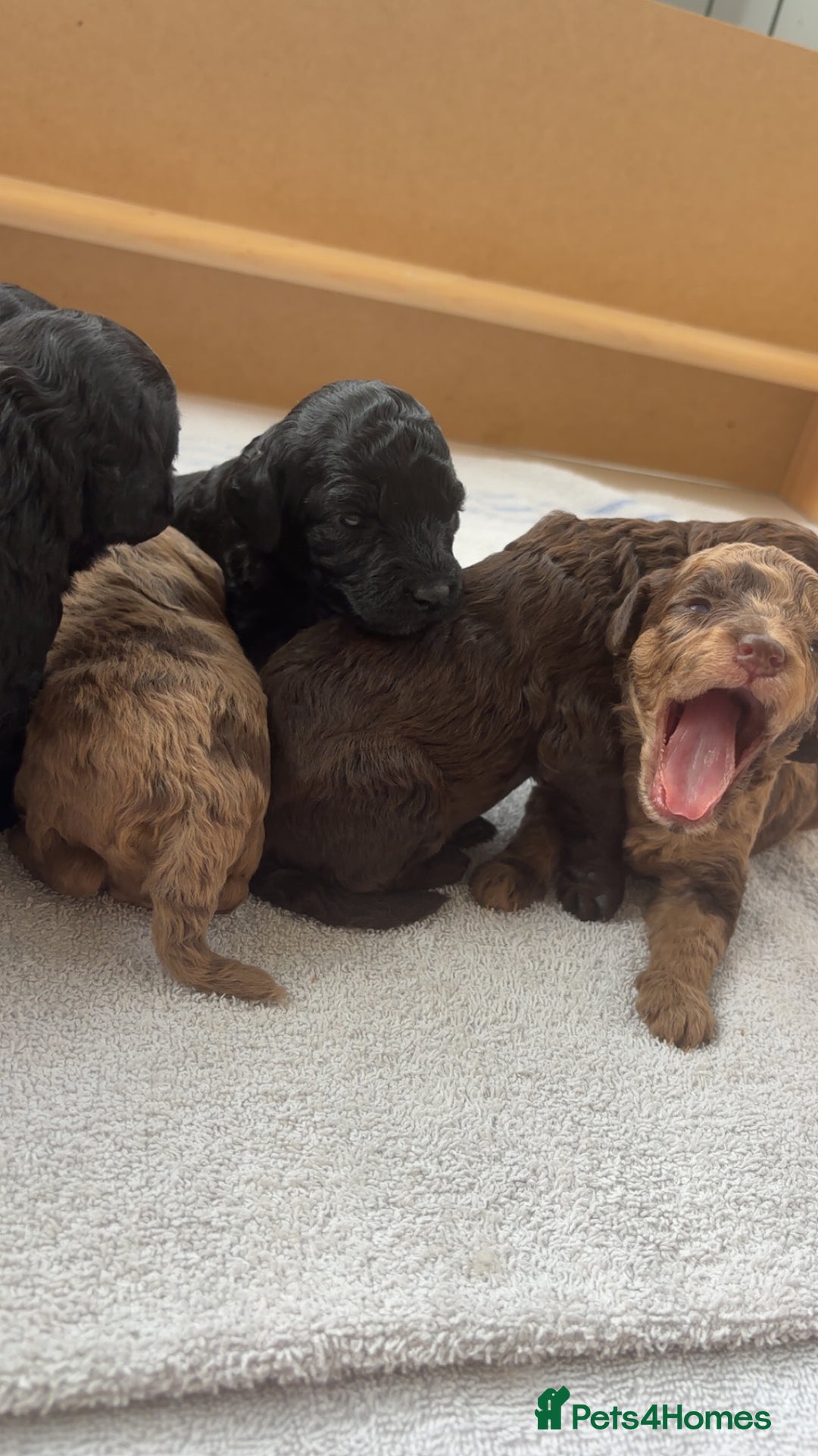 Miniature Poodle dogs for sale: Miniature poodles REDUCED READY TO LEAVE NOW  - Image 5