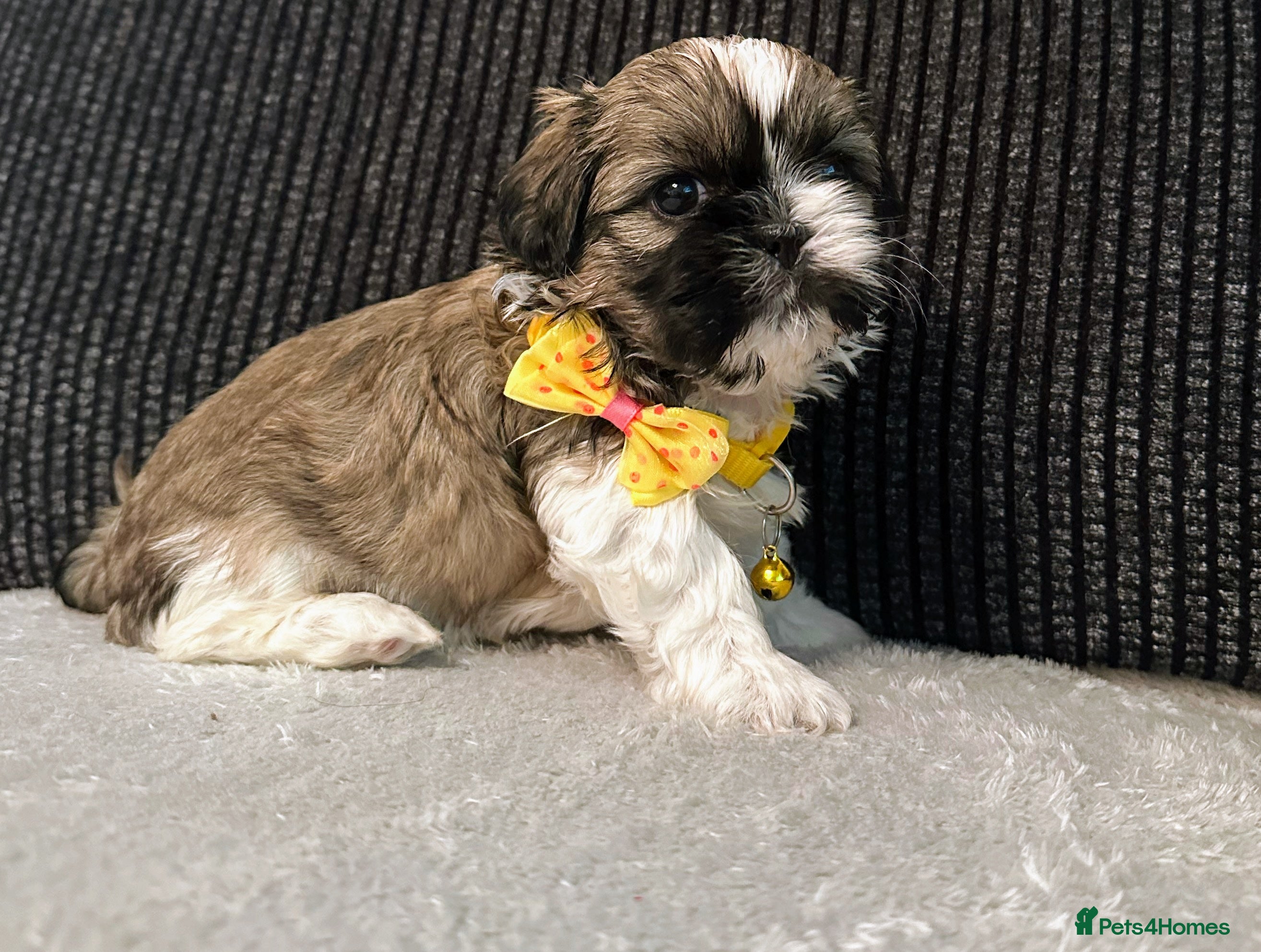 Shih Tzu dogs Shih-Tzu Puppies For Sale - Advert 1