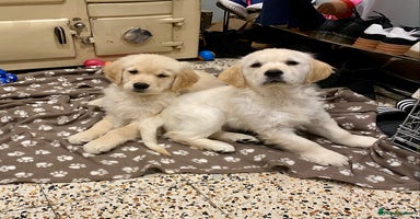 Golden Retriever dogs Golden Retriever Puppies Looking for Loving Homes! - Advert 15