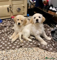 Golden Retriever dogs Golden Retriever Puppies Looking for Loving Homes! - Advert 4