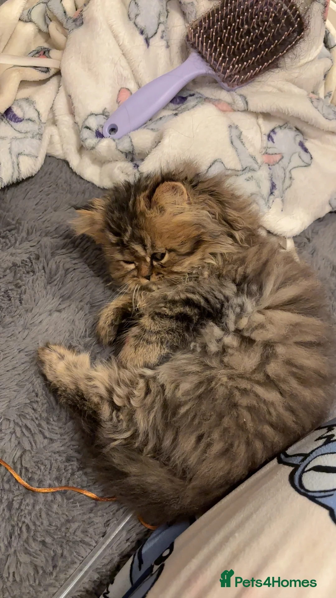 Persian cats for sale: One sweet Persian boy for sale/needing new home. - Advert 2