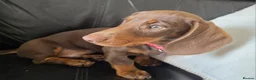 Dachshund dogs for sale: Dachshund  - Advert 3