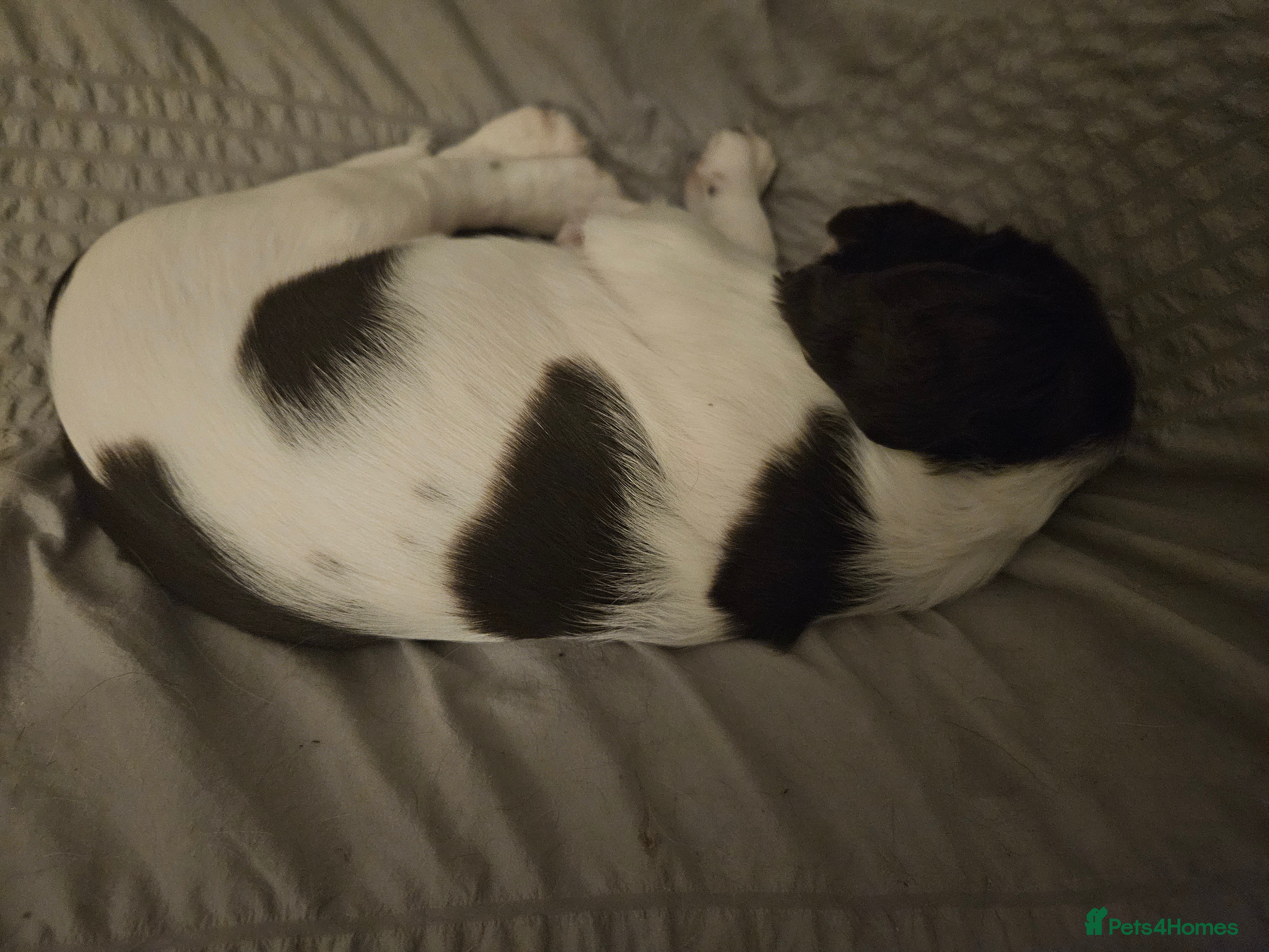 English Springer Spaniel dogs Gorgeous Family-Raised Springer Spaniel Puppies - Advert 2