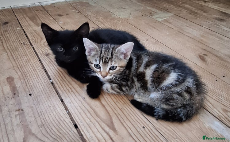 Domestic Shorthair cats - Advert 7