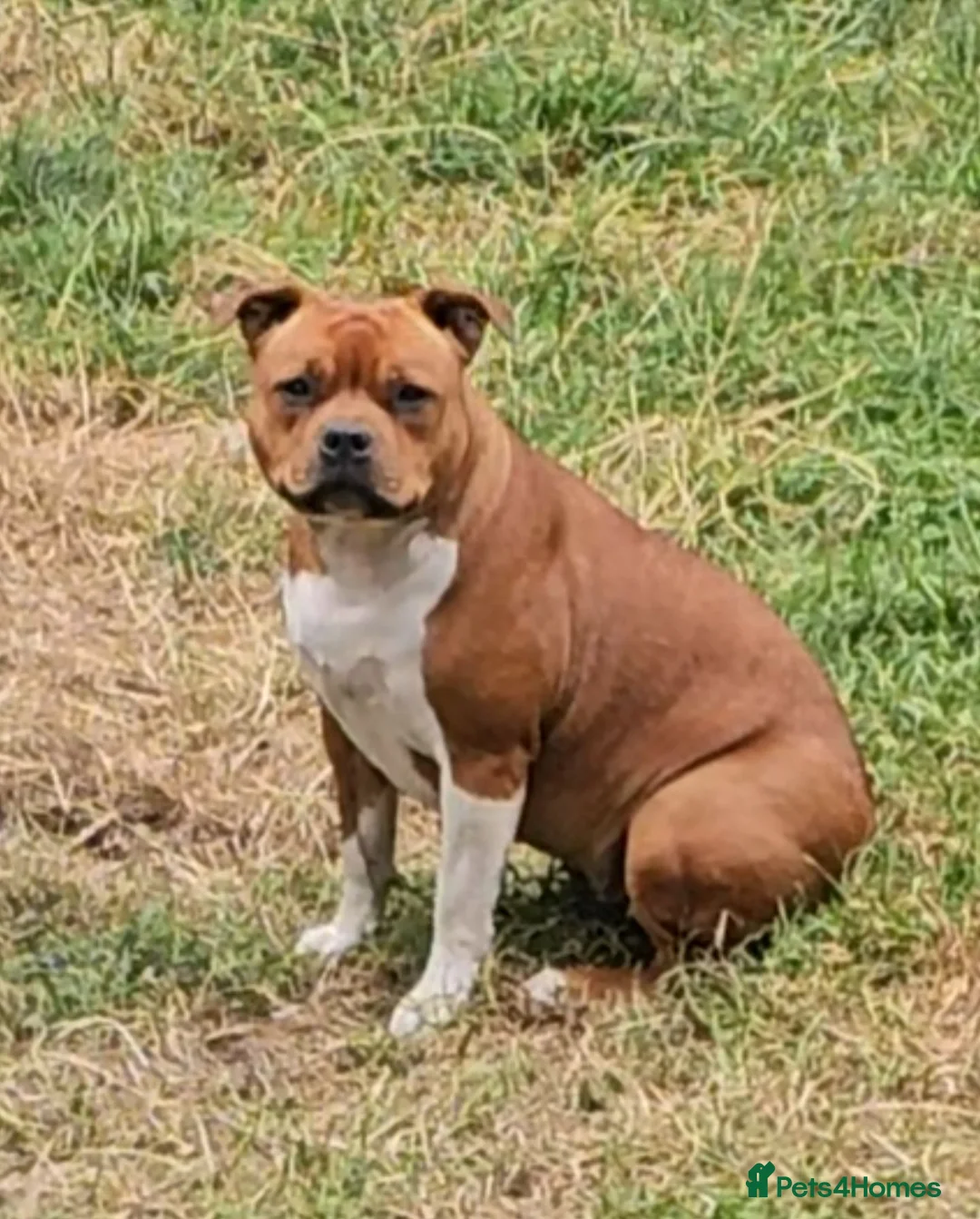 Staffordshire Bull Terrier dogs for sale: 🥨Fantastic opportunity awaits.🥨 - Advert 1